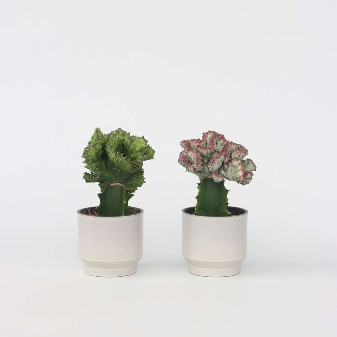 Pl Euphorbia mixta 25cm