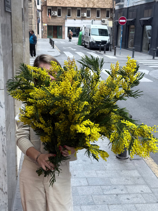 Mimosa Bunch