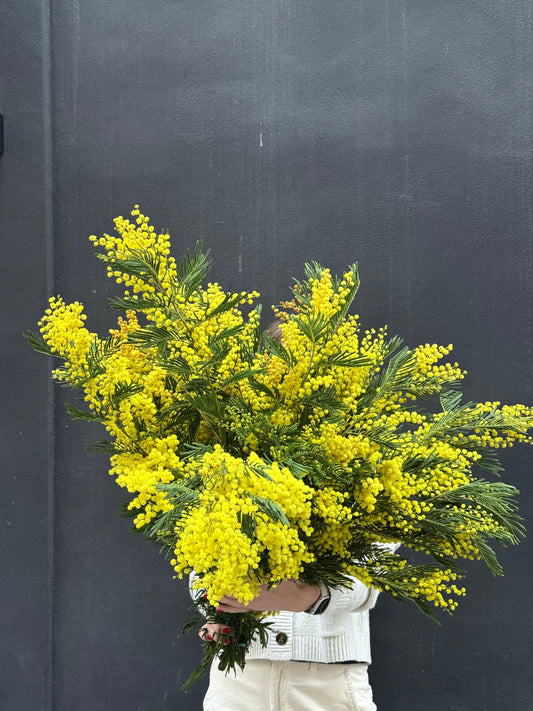 Mimosa Bunch