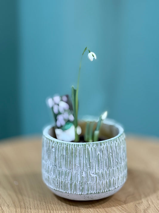 Galanthus Nivalis