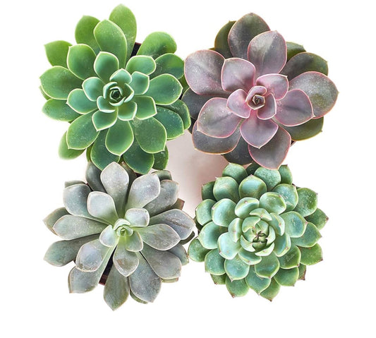 Pl Suculentas Echeveria mixta 12cmx10