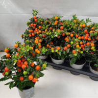 Pl. Solanum Bartoli