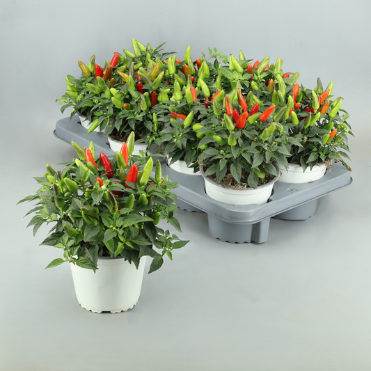 Pl. Capsicum