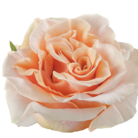 Rosa Phoenix