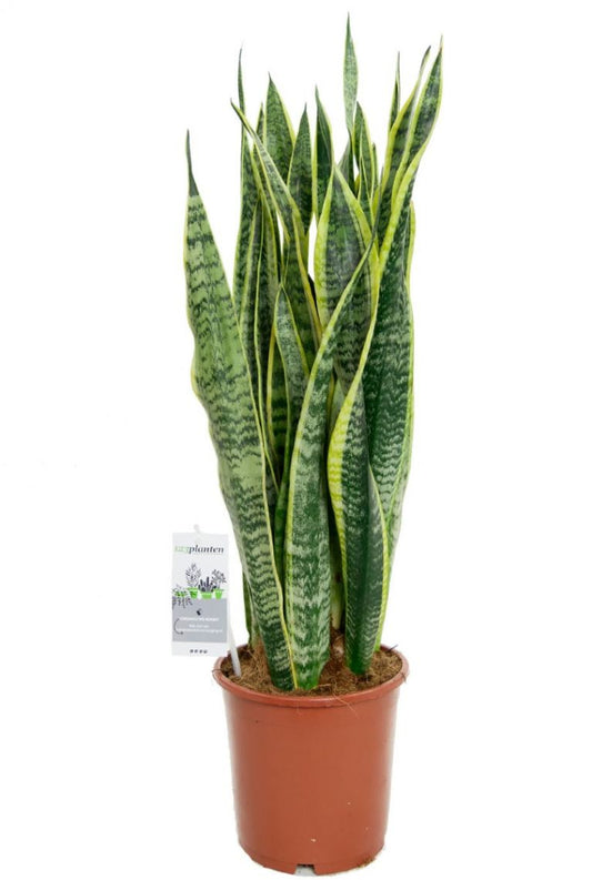 Pl Sanseveria Laurentis 80cm