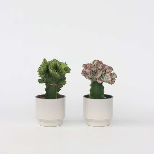 Pl Euphorbia mixta 25cm