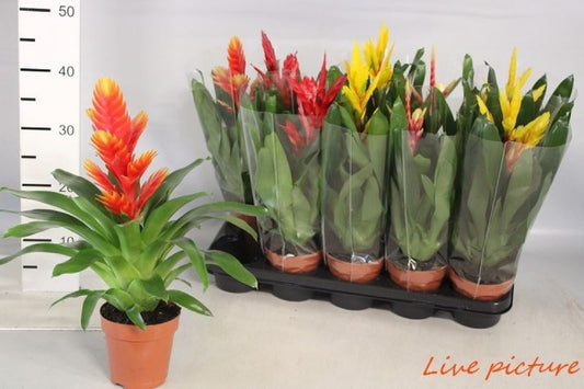 Pl Vriesia mixto 40cm