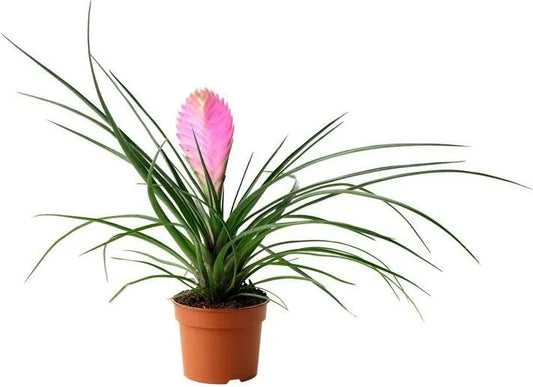Pl Tillanddia Anita 20cm ceramica