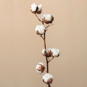 Flores con Algodón