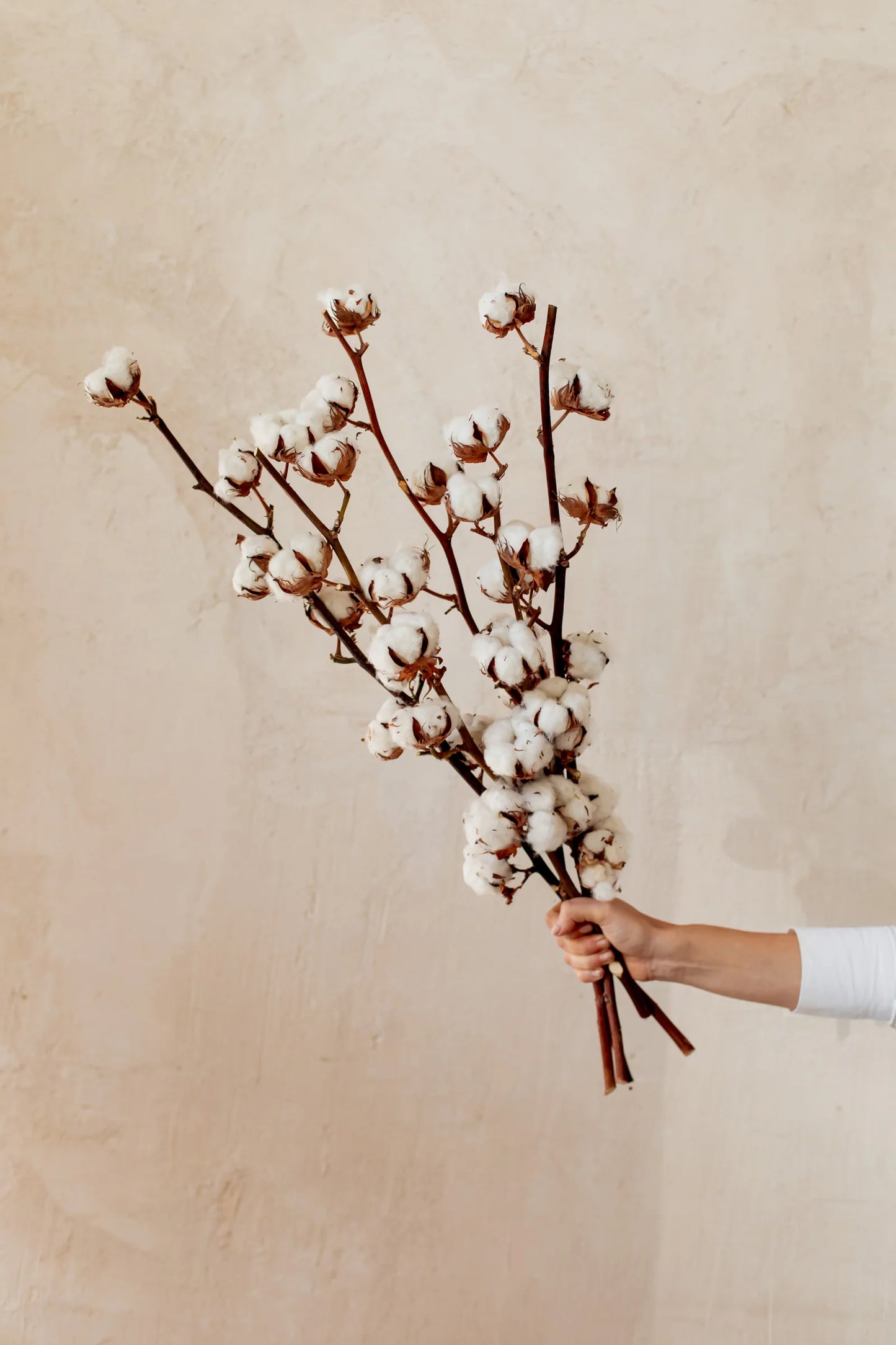 Flores con Algodón